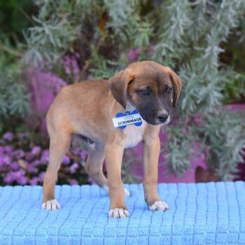 Rescue Hound and Retriever Dogs for Adoption in Wake Forest, North Carolina - Scrimmage | PetCurious