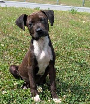 Mixed Breed Dogs Available for Adoption in Groveland, Massachusetts - Johnson | PetCurious