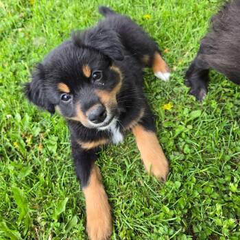 Finley -  Shepherd Dog Available for Adoption in Holiday Hills, Illinois - Finley | PetCurious