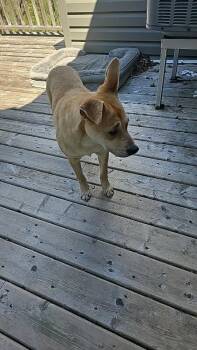 Porky -  Mixed Breed Dog Available for Adoption in Athens, Ontario - Porky | PetCurious
