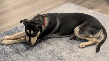 Simba -  Mixed Breed and Pit Bull Terrier Dog for Adoption in Austin, Texas - Simba | PetCurious
