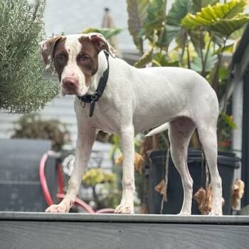 Rescue Hound Dogs for Adoption in Raleigh, North Carolina - Peggy | PetCurious