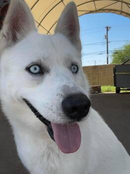 Helios -  Siberian Husky Dog for Adoption in Tucson, Arizona - Helios | PetCurious