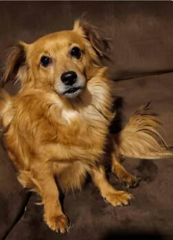 Pomeranian and Dachshund Dogs Available for Adoption - Awdie | PetCurious