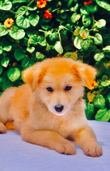 Sitka -  Husky and Golden Retriever Dog for Adoption in San Diego, California - Sitka | PetCurious