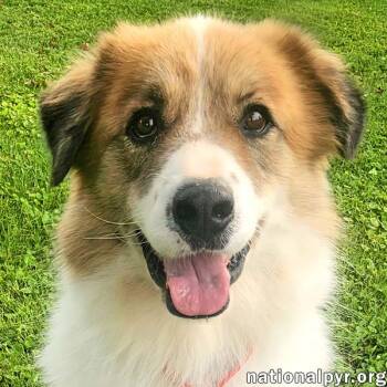 Runt in KY - Walks Great On Leash -  Great Pyrenees and Border Collie Dog for Adoption in Beacon, New York - Runt In KY - Walks Great On Leash | PetCurious