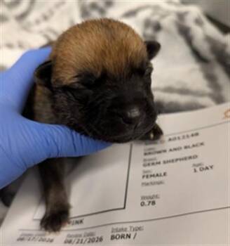 MILKY - NEEDS A FOSTER -  German Shepherd Dog Dog for Adoption in Ontario, California - MILKY - NEEDS A FOSTER | PetCurious
