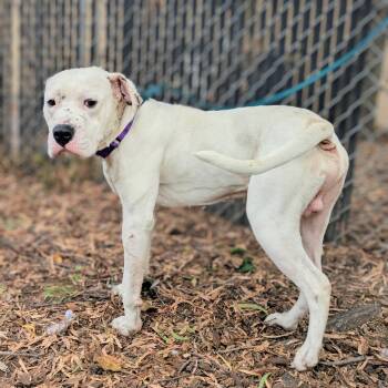 Polo -  Mixed Breed Dog for Adoption in Oakland, California - Polo | PetCurious