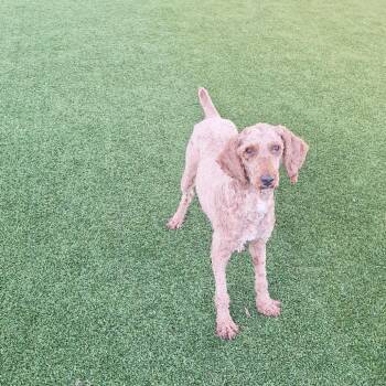 Marmalade 4420 -  Golden Retriever and Poodle Dog for Adoption in Loxahatchee Groves, Florida - Marmalade 4420 | PetCurious