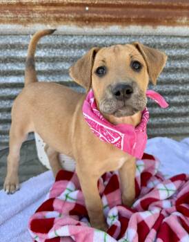 Rescue Great Dane Dogs for Adoption in Mathis, Texas - Penny | PetCurious