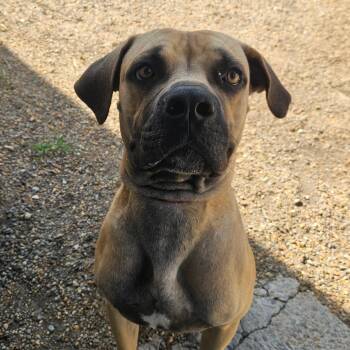 Jafar -  Mastiff Dog for Adoption in Columbia, South Carolina - Jafar | PetCurious