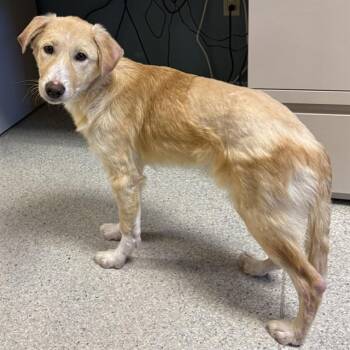 Australian Cattle Dog Blue Heeler and Mixed Breed Dogs Available for Adoption - ROSIE | PetCurious