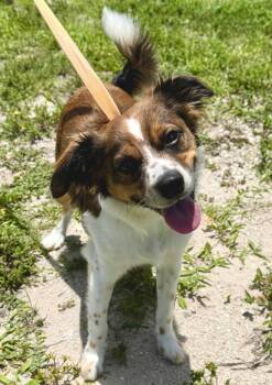 Trickle (Ollie) -  Chihuahua and Mixed Breed Dog for Adoption in Cape Coral, Florida - Trickle (Ollie) | PetCurious