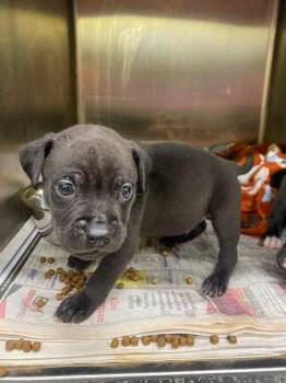 Mixed Breed Dogs Available for Adoption - Jay | PetCurious