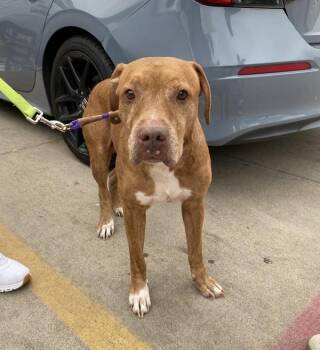 Pit Bull Terrier Dogs Available for Adoption - Hot Dog | PetCurious