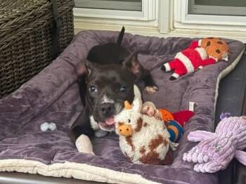 Izzy -  Mixed Breed Dog for Adoption in Madison, Wisconsin - Izzy | PetCurious