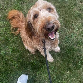 ROO-MICHIGAN (FEMALE GOLDENDOODLE IN EAST LANSING, MICHIGAN) -  Goldendoodle Dog for Adoption in Houston, Texas - ROO-MICHIGAN (FEMALE GOLDENDOODLE IN EAST LANSING, MICHIGAN) | PetCurious