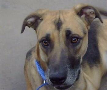 Mixed Breed Dogs Available for Adoption - BLUE CUNNINGHAM | PetCurious