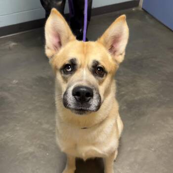 Duck Duck Goose -  Mixed Breed Dog for Adoption in Dekalb, Illinois - Duck Duck Goose | PetCurious