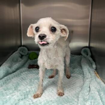 Rescue Maltese and Terrier Dogs for Adoption in Carencro, Louisiana - Matcha | PetCurious