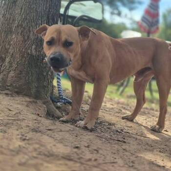 Buster -  Pit Bull Terrier and Mixed Breed Dog for Adoption in Dover, Arkansas - Buster | PetCurious