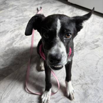 Echo -  Mixed Breed Dog for Adoption in Summerlee, West Virginia - Echo | PetCurious