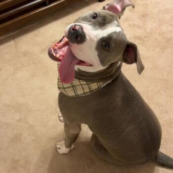 Smokie Bear (Reduced Rover) -  Pit Bull Terrier Dog for Adoption in Abbotsford, British Columbia - Smokie Bear (Reduced Rover) | PetCurious