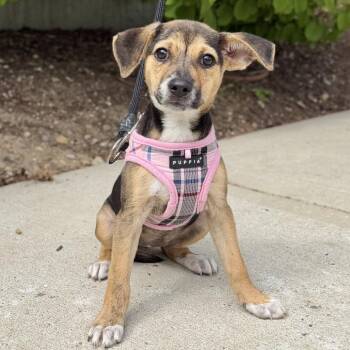 Terrier and Mixed Breed Dogs Available for Adoption in East Hampton, New York - Tiramisu | PetCurious