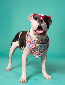 Chuck -  Mixed Breed Dog for Adoption in Atlanta, Georgia - Chuck | PetCurious