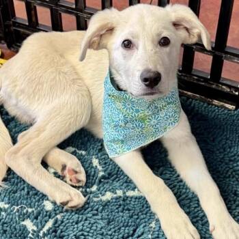 Great Pyrenees Dogs Available for Adoption - Blizzard | PetCurious