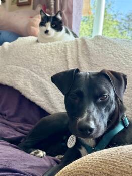 Flora -  Black Labrador Retriever and Whippet Dog for Adoption in Calgary, Alberta - Flora | PetCurious