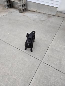 Terrier Dogs Available for Adoption in Maquoketa, Iowa - Grammy | PetCurious