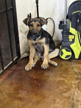 George -  German Shepherd Dog Dog for Adoption in Fort Collins, Colorado - George | PetCurious