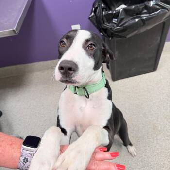 Penguin -  Mixed Breed Dog for Adoption in Englewood, Florida - Penguin | PetCurious