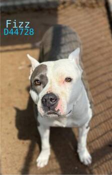 Pit Bull Terrier Dogs Available for Adoption in Clarksville, Tennessee - Fizz | PetCurious