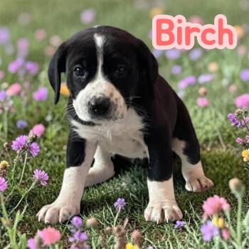 Labrador Retriever and German Shorthaired Pointer Dogs Available for Adoption in Chuckey, Tennessee - Birch (Tree Litter) | PetCurious