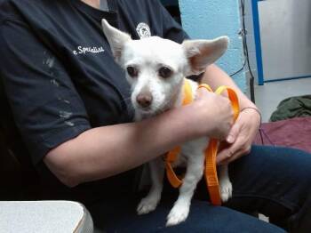CANY -  Chihuahua and Mixed Breed Dog for Adoption in Albuquerque, New Mexico - CANY | PetCurious