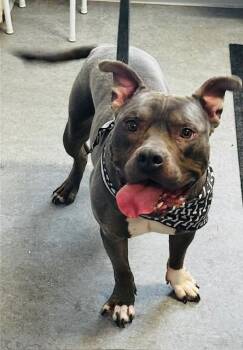 Staffordshire Bull Terrier Dogs Available for Adoption - Mello | PetCurious