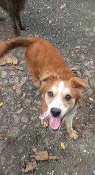 Daniela -  Spaniel Dog for Adoption in Albion, New York - Daniela | PetCurious