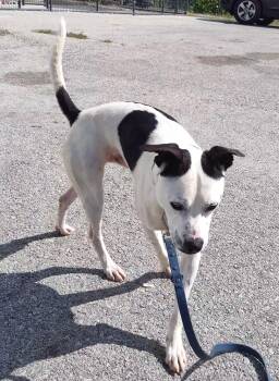 Rescue Terrier Dogs for Adoption in Clay City, Kentucky - Houdini | PetCurious