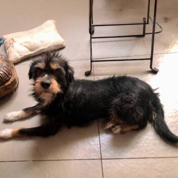 Dolly -  Schnauzer and Terrier Dog for Adoption in San Diego, California - Dolly | PetCurious