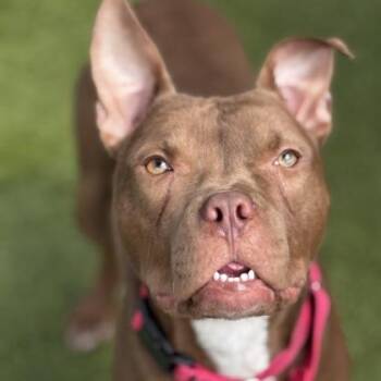 Mixed Breed Dogs Available for Adoption in Merriam, Kansas - Erwin | PetCurious