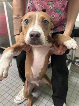 Julep -  Pit Bull Terrier Dog for Adoption in Austin, Texas - Julep | PetCurious