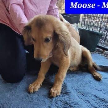 Moose -  Mixed Breed Dog for Adoption in Knoxville, Tennessee - Moose | PetCurious