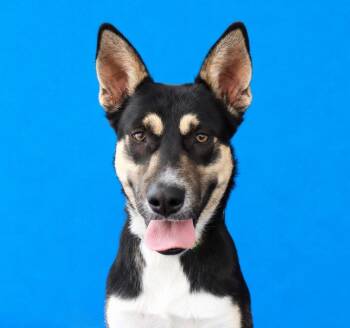 HERCULOID -  Shepherd Dog for Adoption in Pasadena, California - HERCULOID | PetCurious