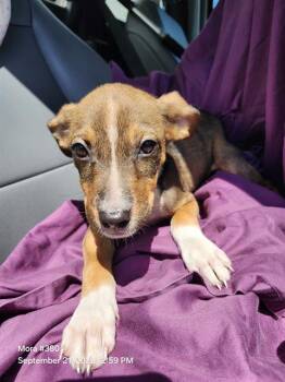 CHILI -  American Staffordshire Terrier Dog for Adoption in San Antonio, Texas - CHILI | PetCurious