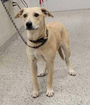 Teva -  Mixed Breed Dog for Adoption in Kansas City, Missouri - Teva | PetCurious