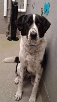 Pointer and Mixed Breed Dogs Available for Adoption - OREO | PetCurious