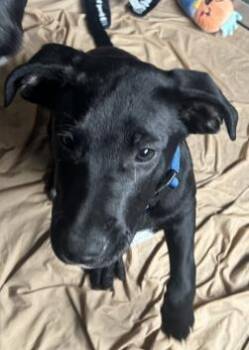 Judo -  Labrador Retriever and Mixed Breed Dog for Adoption in Roseville, California - Judo | PetCurious