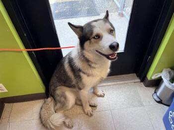 NEAL -  Husky Dog for Adoption in Kent, Washington - NEAL | PetCurious
